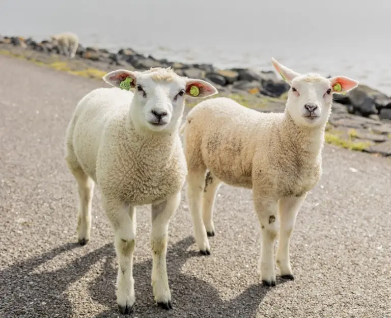 Lammetjes op waddneijk 850pixel