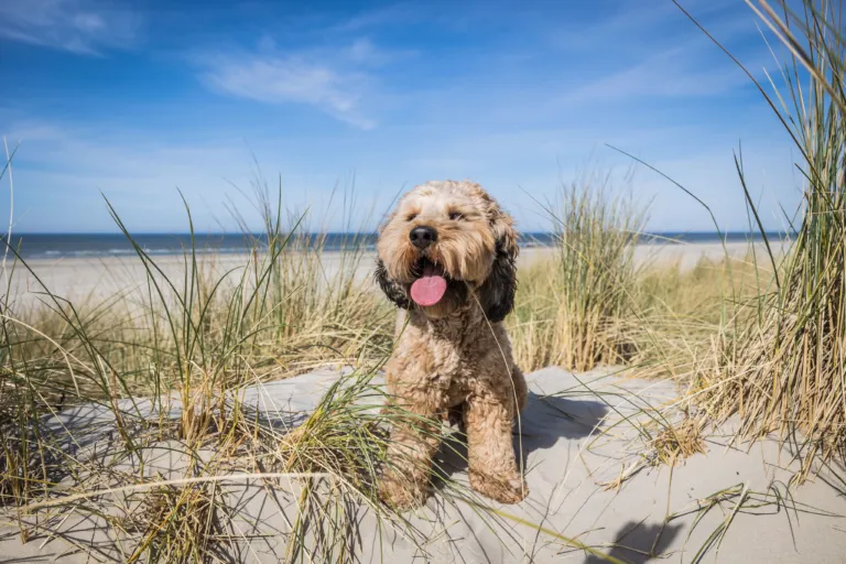 Terschelling met hond